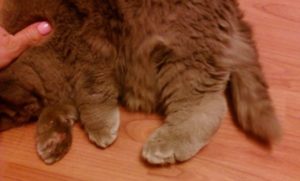 Остеохондродисплазия кошек породы Скотиш Фолд (Scottish Fold). Остеохондродисплазия шотландских вислоухих кошек