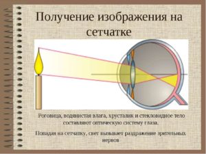 Построение изображения на сетчатке глаза. Глаз человека Какое изображение получается на сетчатке глаза