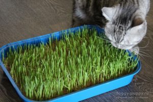 Как выращивают траву для кошек на продажу. Как называется трава для кошек, как ее посадить и вырастить. Выращивание травки в домашних условиях