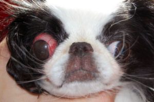 Собака, у которой выпадают глаза – что это за недуг и как он лечится. У каких собак выпадают глаза: причины и лечение У какой собаки выпадают глаза от испуга