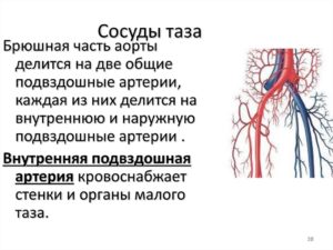 Кровоснабжение таза. Можно ли улучшить кровоток в малом тазу у мужчин Кровоснабжение тазовых органов