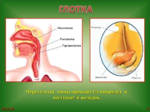 Пища плохо проходит по пищеводу причины. Не проходит пища в желудок