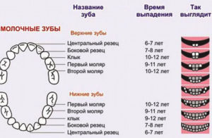 У детей все зубы меняются или нет. Когда меняются клыки у детей на постоянные. Когда прорезываются зубы