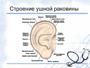 Строение человеческого уха. Строение и схема ушной раковины человека