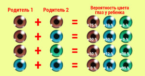 Цвет глаз генетика. Какие глаза будут у ребёнка и от чего зависит данный фактор