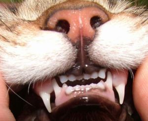 Болят ли у кошек зубы. У кошки болят зубы: проблемы и заболевания зубов у кошек. Как лечить коту зубы. Факторы, влияющие на здоровье зубов у кошки