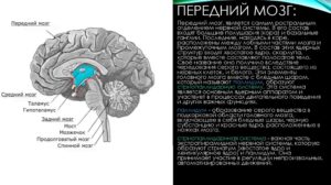 Признаки ирритации срединных структур. Признаки ирритации гипоталамических структур головного мозга. Ирритация подкорковых структур