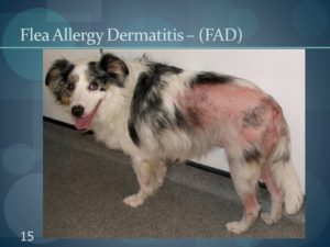 Как вылечить аллергию на собак навсегда. Как избавиться от аллергии на собак. Как ограничить либо полностью избежать воздействия аллергена