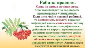 Рябина красная: полезные свойства, противопоказания, польза и вред. Красная рябина — польза и вред для здоровья