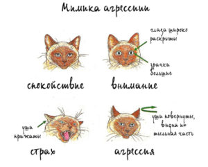 Котенок поджимает ухо. Язык тела и поведение кошки. Бактериальная микрофлора и грибки