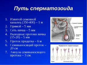 Что такое мужское семя. Как происходит семяизвержение у мужчин? Плюсы и минусы семенной жидкости во влагалище