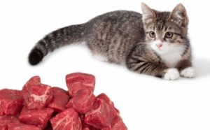 Когда можно давать сырое мясо котятам. Комнатный хищник — можно ли давать коту сырое мясо? Можно ли давать коту сырую говядину