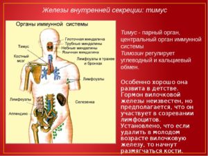 Гормоны вилочковой железы и их функции таблица. Важный орган иммунной системы — вилочковая железа