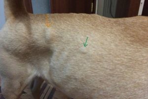 После прививки у собаки появилась шишка на холке — отвечает ветврач. Шишка у собаки после прививки от бешенства