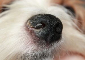 Влажный и теплый нос у собаки. Горячий и сухой нос у собаки: причины. Сухой или горячий, теплый нос у собаки, когда она спит во время сна что это значит и почему