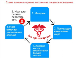 Лептин повышен препарат для снижения. Лептин (гормон) повышен - что это значит? Лептин - гормон насыщения: функции и его роль. Методы лечения повышенного лептина