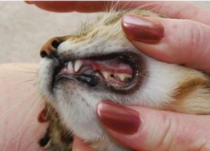 Что делать, если у кошки болят зубы? Что делать, если у кошки болят зубы Можно ли вылечить коту гнилые зубы
