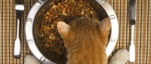 Как отучить кошку от жидкого корма. Как отучить кошку от сухого корма: лучшие методы при смене рациона. Основные принципы питания натуральными продуктами