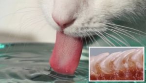 Для чего кошке шершавый язык. Почему у кошек такой шершавый язык? Как кошки пьют воду? Замедленная съемка