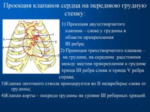 Из чего состоит сердце. Границы сердца и их проекция на поверхность грудной клетки. Нервная и гуморальная регуляция деятельности сердца человека