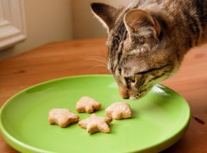 Рецепты для котов в домашних условиях. Как готовить еду для кота в домашних условиях. Натуральное питание: плюсы и минусы
