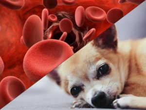 Как лечат анемию у собак? Почему развивается анемия у собак и как её лечить