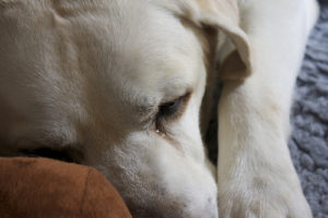Симптомы и лечение клещевого энцефалита у собаки. Энцефалит у собаки: симптомы и лечение Клещевой энцефалит у собак лечение