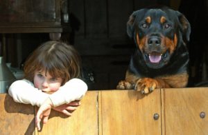 Ротвейлер для охраны частного дома. Оптимальные сторожевые собаки для частного дома: какую завести для охраны и безопасности? Распространенные ошибки хозяев
