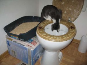 Кот ходит под ванну что делать. Почему кошка гадит в раковину или ванну? Причины, по которым кошка гадит