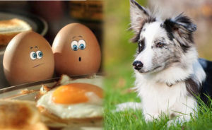 Можно ли давать собакам яйца? Можно ли собаке давать яйца, какие и в каком виде Вареные яйца щенкам