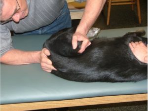 Как лечить защемление нерва у собак? Как лечить защемление позвонков у собаки