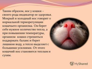Почему у котов мокрый нос: что это значит? Почему у кошек мокрый нос Влажный нос у кота