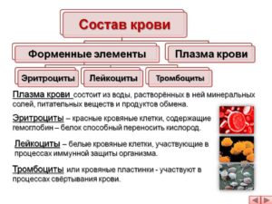 Из каких химических элементов состоит кровь. Зачем нужна кровь человеку и из каких компонентов она состоит. Основные функции эритроцитов в крови