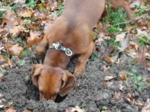 Что делать если собака наелась камней. Почему собаки едят камни? Почему собака грызёт щебень, траву и бетон