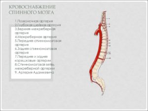 Кровоснабжение спинного мозга. Как происходит кровоснабжение спинного мозга