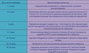 Зачатие происходит сразу после акта. Через сколько дней происходит оплодотворение после зачатия