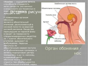 Не чувствую запахов. Нос дышит, но не чувствует запахов: количественные и качественные нарушения. Причины или почему пропало обоняние и вкус