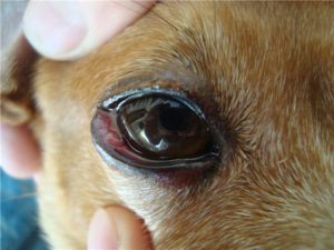 Слезятся глаза у собаки причины как лечить. Почему у собаки слезятся глаза? Причины возникновения слезотечения у собак