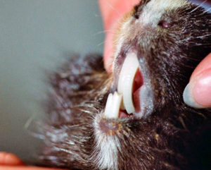 Скол, выпадение и ломкость зубов у морских свинок