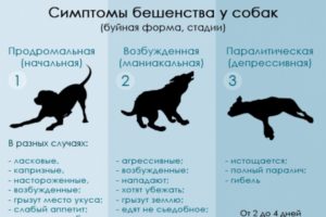 Заражение бешенством через кровь собаке на человека. ВОЗ оказывала поддержку в проведении исследований в странах, эндемичных по бешенству. Симптомы у кошек