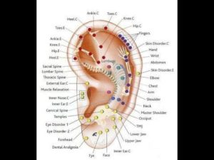По форме ушей можно определить. Китайская диагностика по ушам (это полезно знать)