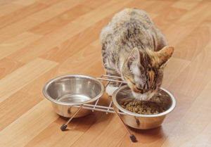 Чем кормить кота чтобы набрал. Очень худая кошка – как её откормить