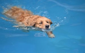 Как сделать чтобы собака хотела плавать долго. Все ли собаки умеют плавать? Как научить пса плаванию