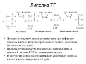 Что такое липаза и норма фермента в крови? Ферментные препараты на основе липазы против жира и целлюлита