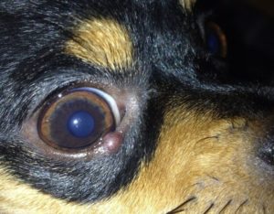 Обнаружена опухоль века у собаки: методы диагностики, лечение. Новообразования мейбомиевых желез у собак Бывают ли у собак ячмень на глазу