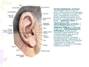 Болит хрящ ушной раковины при нажатии. Почему болит ушная раковина: возможные причины и методы лечения