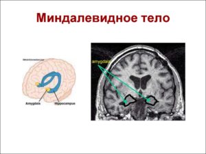 Миндалевидное тело. Где находится миндалевидное тело и какие выполняет функции