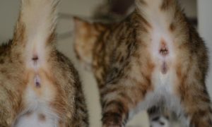 Как определить пол котенка сфинкса. Как отличить кота от кошки. Определение по половым признакам