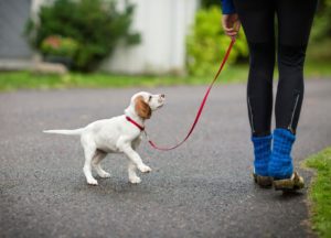 Собаки с которыми надо мало гулять. Существуют ли собаки, с которыми не нужно гулять? Быть или не быть