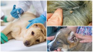 Симптомы и лечение клещевого энцефалита у собаки. Энцефалит у собаки: симптомы и лечение Клещевой энцефалит у собак лечение